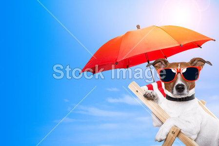 Dog sunbathing on a deck chair