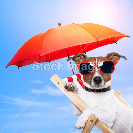 Dog sunbathing on a deck chair