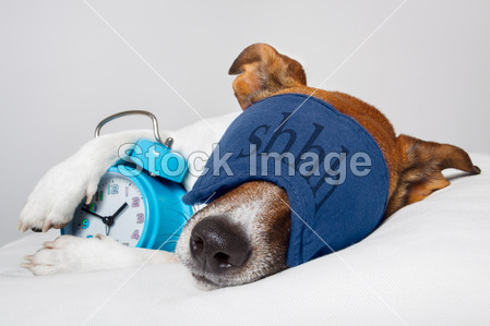 Dog sleeping with alarm clock and sleeping mask