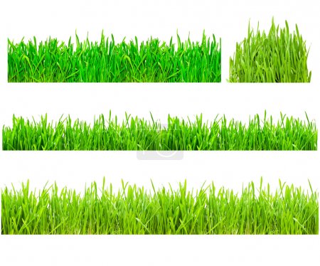 set of green grass isolated on white 