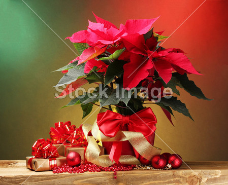 Beautiful poinsettia in flowerpot, gifts and Christmas balls on wooden table on bright background