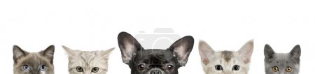 Cropped view of dog head and cat heads in front of white background, studio shot