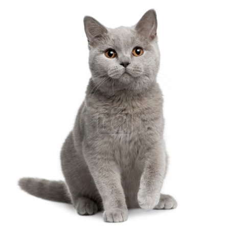 British shorthair cat, 7 months old, sitting in front of white background