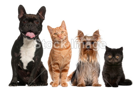 Group of cats and dogs sitting in front of white background
