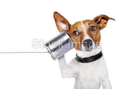 Dog on the phone