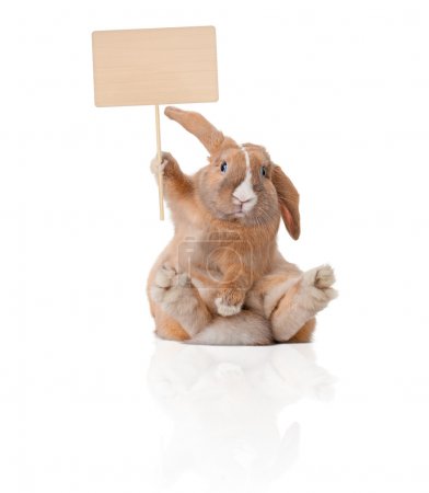 Little bunny with sign