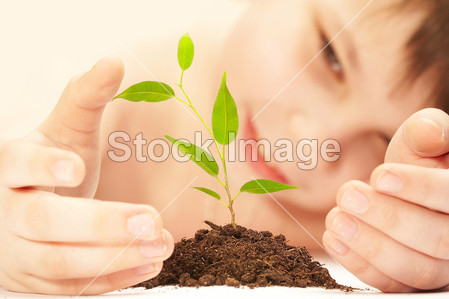 The boy observes cultivation of a young