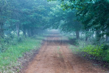 Misty road in plantation