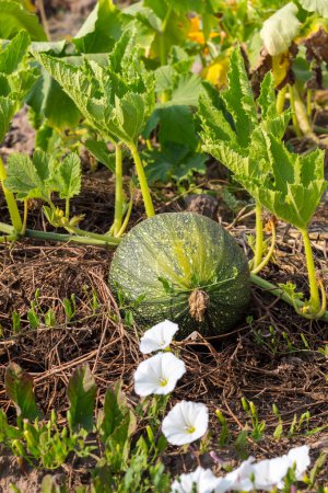 Green pumpkin growing on the vegetable patch.