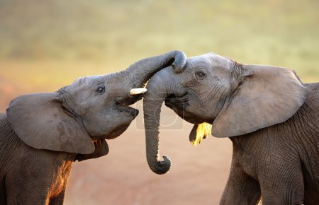 Elephants touching each other gently (greeting)