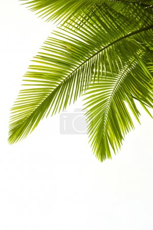 Plam leaves isolated on white
