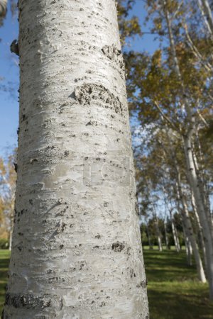 Japanese birch tree in nature