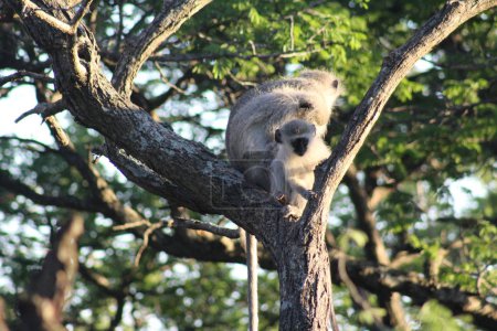 Baby Vervet Monkey in a tree 