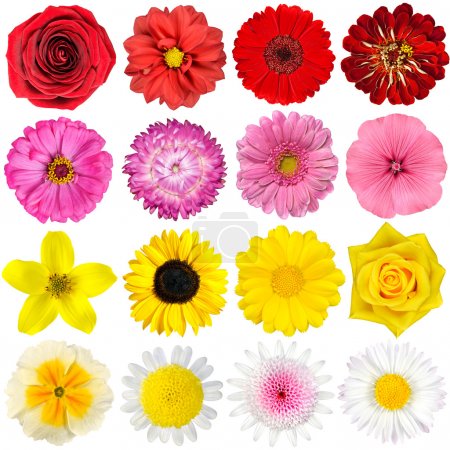 Big Selection of Various Flowers Isolated on White