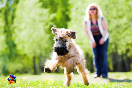 Running dog on green grass