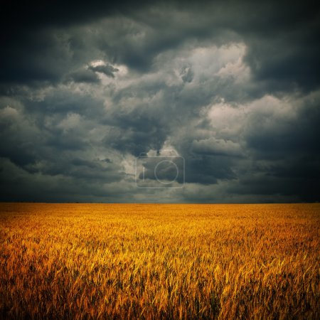 Dark clouds over wheat field