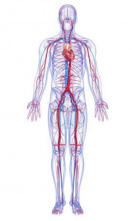 Full body circulatory system with highlighted heart