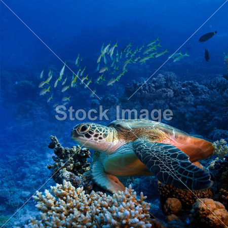 big sea turle underwater