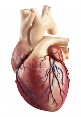 Different view of heart anatomy