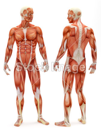 Male musculoskeletal system