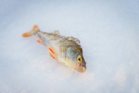 Winter fishing theme, the fish lies on ice.