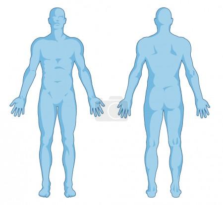 Male body shapes - human body outline - posterior and anterior view - full body