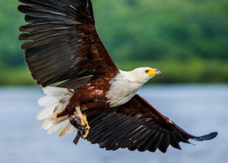 African fish eagle in flight. 