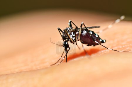 Aedes mosquito sucking
