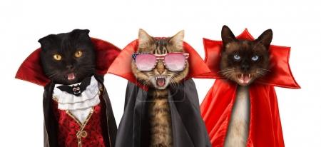 Funny cats are celebrating a halloween and wearing a suit of vampire Three cats with open mouths.