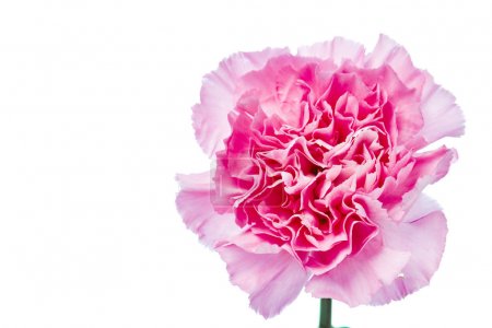 beautiful blooming carnation flower on a white background