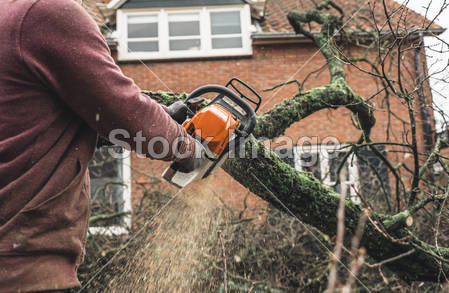 Arborist chainsawing pieces of wood 