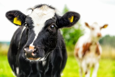 Calf Portrait of two curious cows