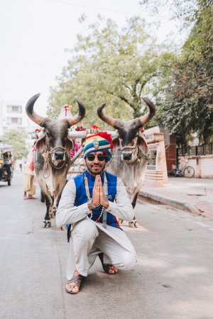 Indian white bulls for Sankranthi Festival