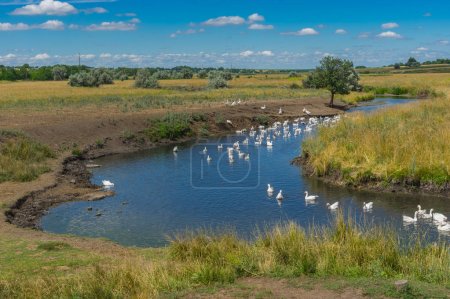Ukrainian landscape with Sukha Sura and flock of home gooses enjoying with water at summer season