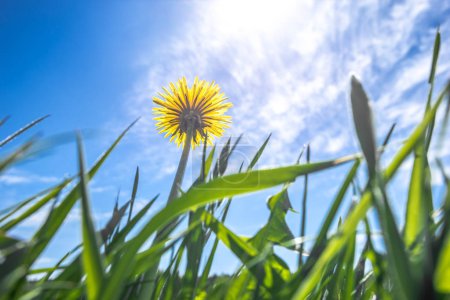 Yellow dandelion in meadow and blue sky, flower in sun light, low angle view from the grass