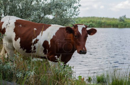 Cow on a watering place