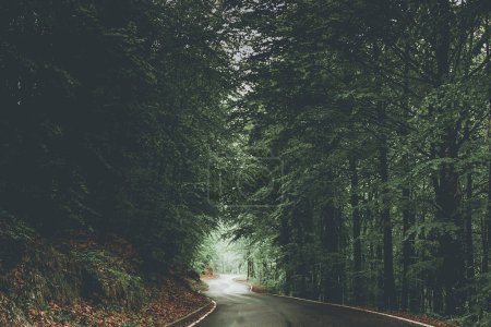 road in the forest - moody style image