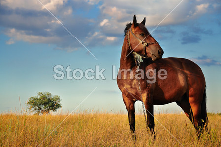 Horse and Field