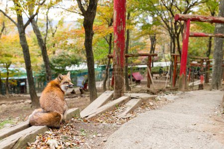 Red fox and japanese temple