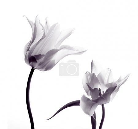 tulip silhouettes on white