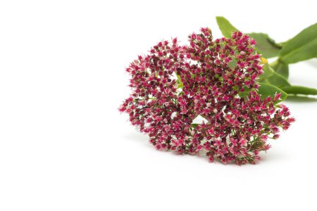 Flower stonecrop on a white background, isolate, close-up, red color stonecrop, blossom