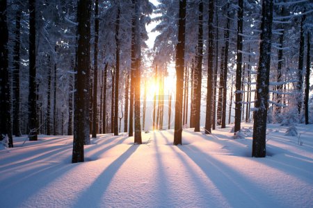 Sunset in the wood in winter