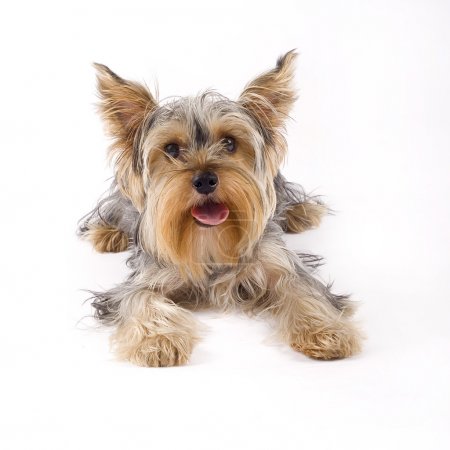 Small yorkshire terrier dog lying down