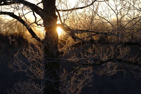 frost covered tree and sunrise