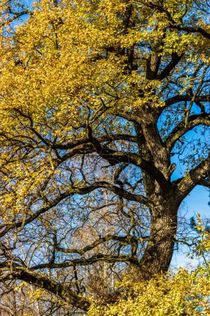 Common oak Quercus robur, pedunculate oak, European oak, English oak, more than 250 years old in autumn season.