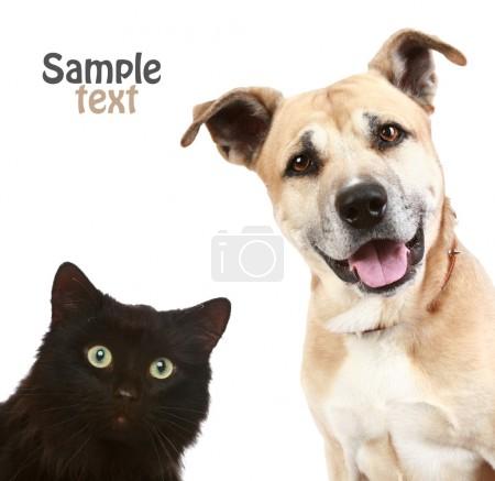 Close-up portrait of a cat and dog.