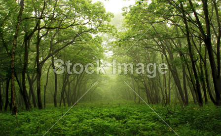 Forest mystic way