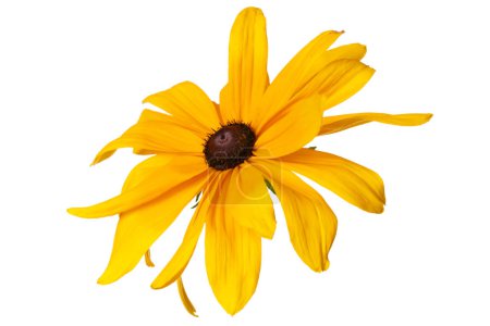 Yellow Rudbeckia flower isolated on white background.