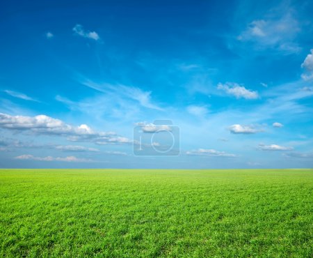 Field of green fresh grass