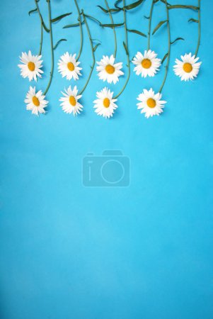 Composition chamomiles flowers on color paper background